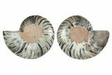 Cut & Polished Ammonite Fossil - Unusual Black Color #250452-1